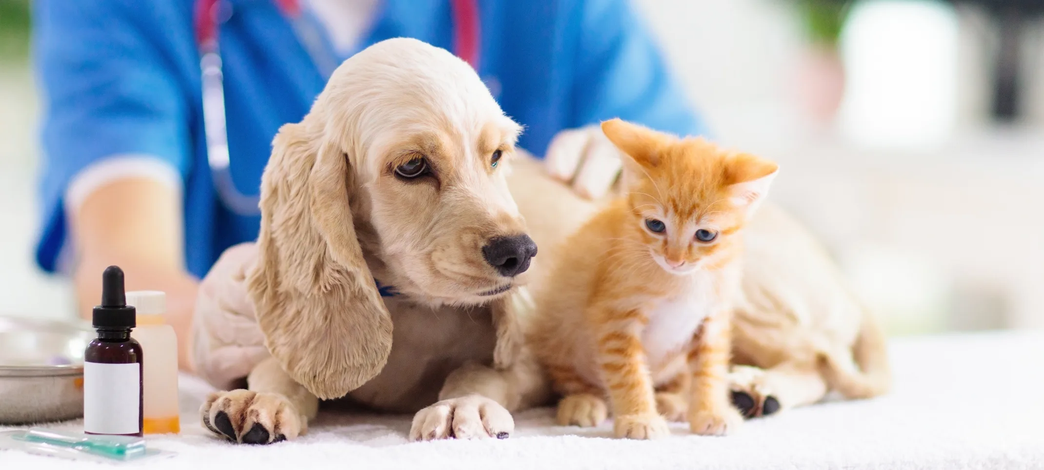 veterinarian holding a puppy and kitten